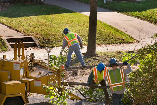 Reliable Cherryville, NC Tree Service Solutions